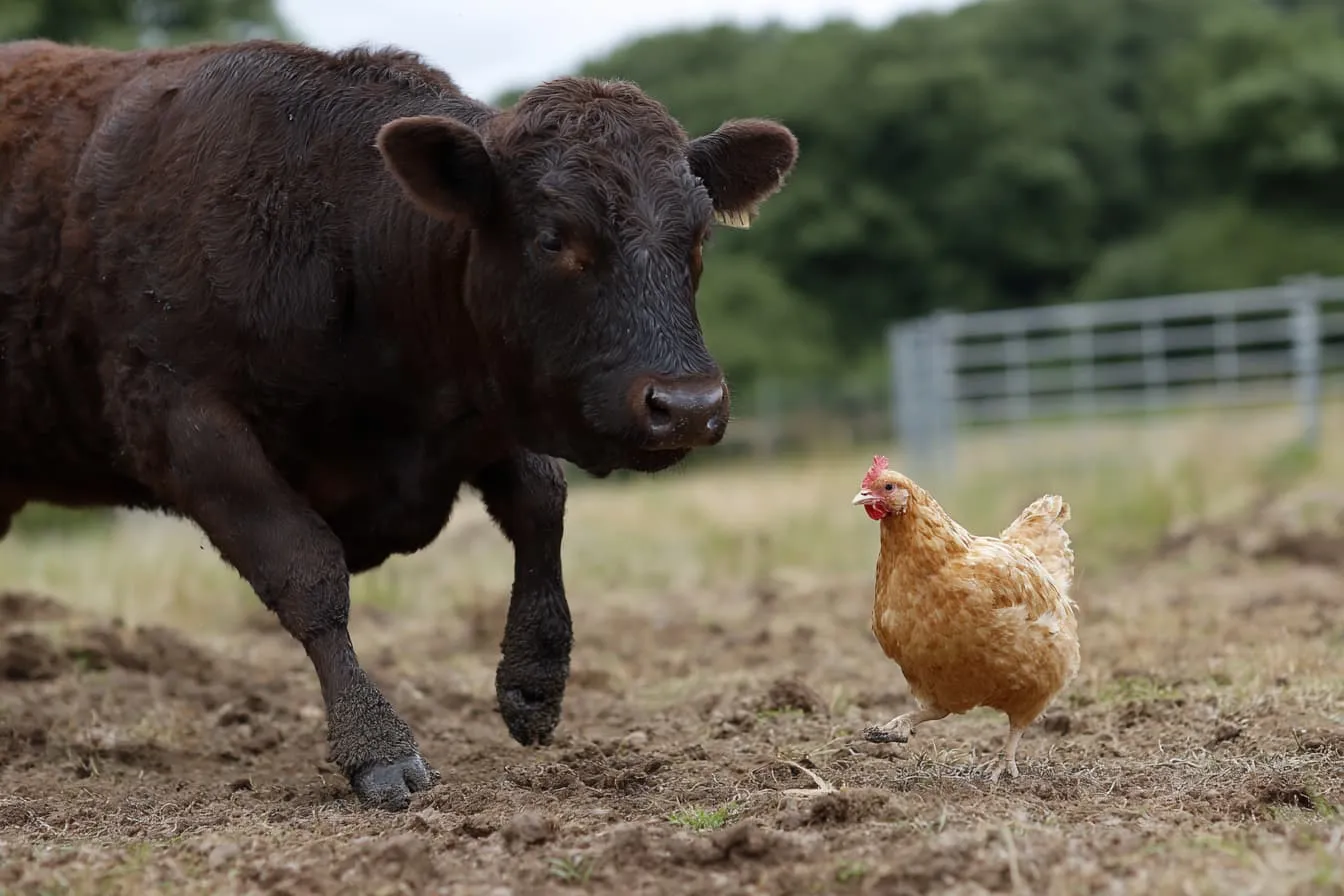 Pourquoi je ne mange pas de poulet dans mon régime carnivore