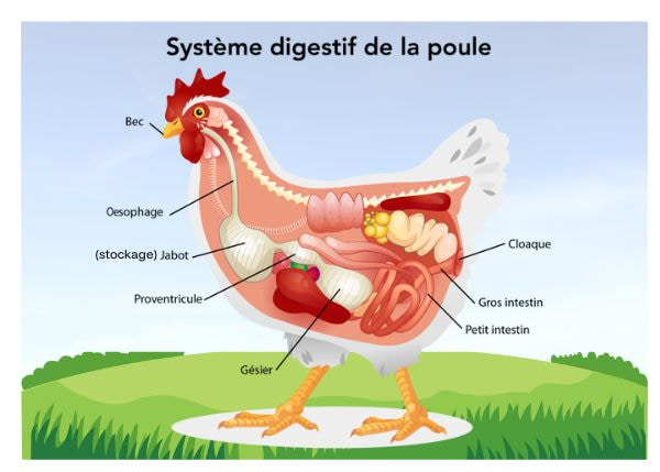 Système digestif de la poule