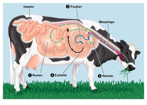 Système digestif des ruminants
